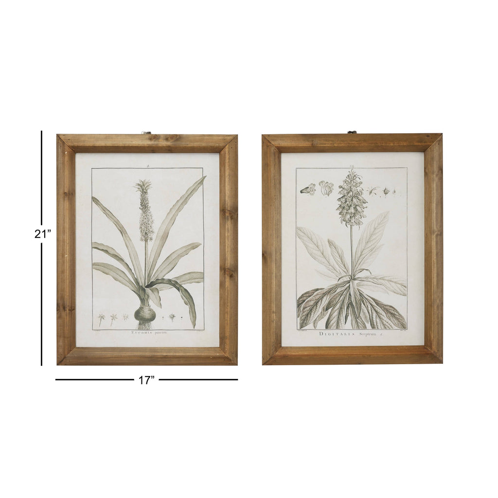 Large Black and White Vintage Botanical Prints in Natural Wood Frames Set V2872