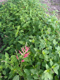 Flowering Pineapple Scented Sage Starter Plant 3.5 inch pot P632