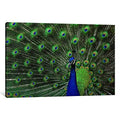 Peacock Feathers Canvas Art K326163