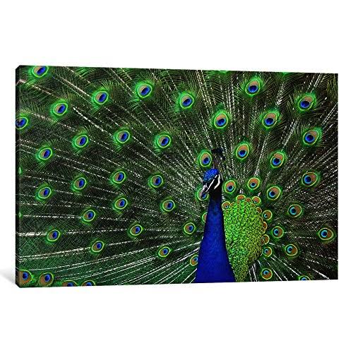 Peacock Feathers Canvas Art K326163
