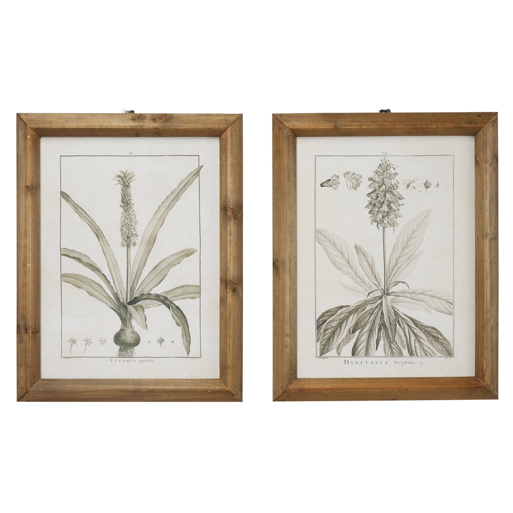 Large Black and White Vintage Botanical Prints in Natural Wood Frames Set V2872