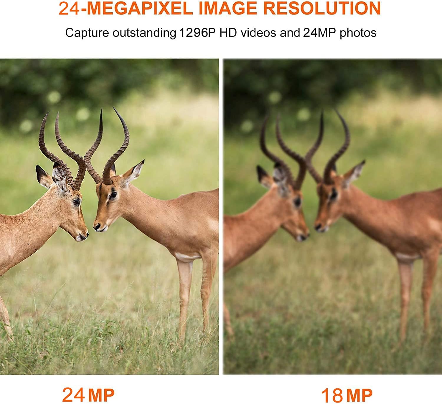 2-Pack Night Vision Trail Cameras 24MP 1296P H.264 MP4 Video No Glow IP66 Waterproof Motion Activated C7620